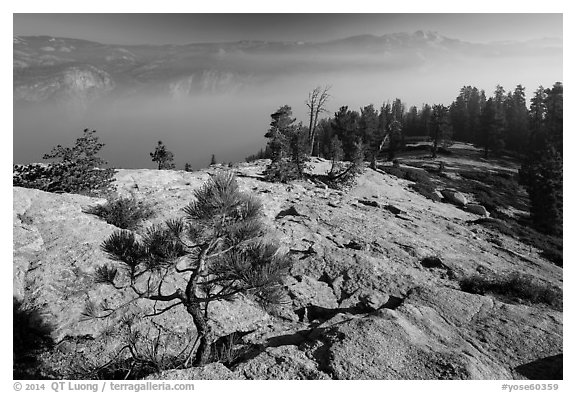 Pine sapling on Sentinel Dome, Valley in smoke. Yosemite National Park (black and white)