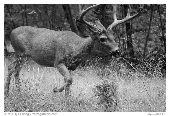 Deer in autumn. Yosemite National Park (black and white)
