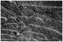Close-up of ice and pine needles. Yosemite National Park ( black and white)