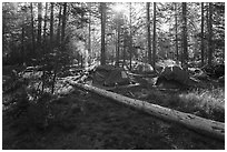 Bridalveil Creek Campground. Yosemite National Park ( black and white)