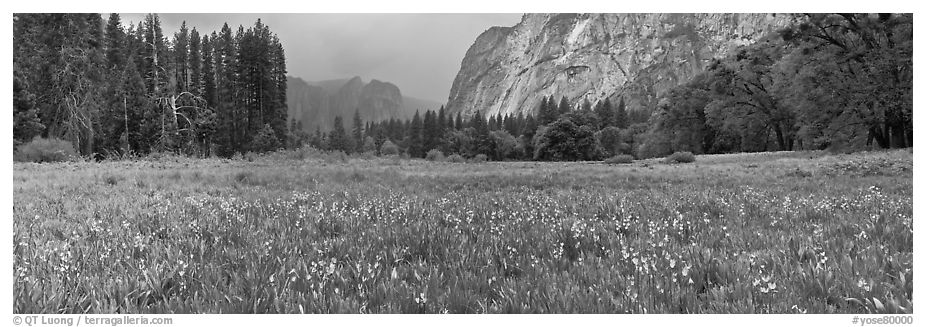 Cook Meadow, spring storm, looking towards Catheral Rocks. Yosemite National Park, California, USA.