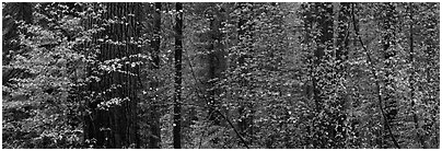 Forest with dogwood and flowers. Yosemite National Park, California, USA. (black and white)