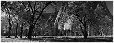 El Capitan Meadows, Black Oaks and Cathedral Rocks. Yosemite National Park (Panoramic black and white)