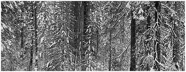 Tuolumne Grove in winter, mixed forest with snow. Yosemite National Park, California, USA. (black and white)