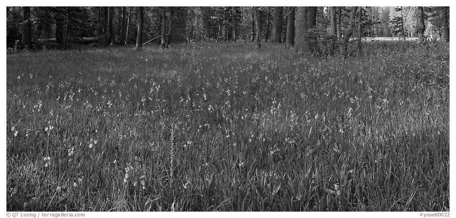 Meadow with wildflower carpet, Yosemite Creek. Yosemite National Park (black and white)
