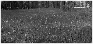 Meadow with wildflower carpet, Yosemite Creek. Yosemite National Park (Panoramic black and white)