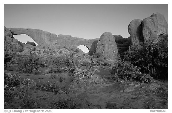 Wildflowers, South window and North window, sunrise. Arches National Park, Utah, USA.