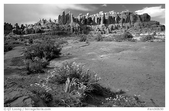 Wildflowers, sandstone pillars, Klondike Bluffs. Arches National Park (black and white)