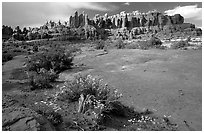 Wildflowers, sandstone pillars, Klondike Bluffs. Arches National Park, Utah, USA. (black and white)