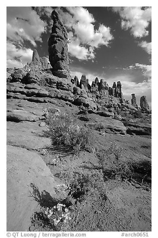 Wildflowers, sandstone pillars, Klondike Bluffs. Arches National Park (black and white)