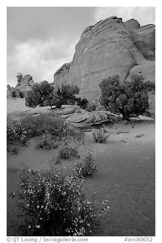 Wildflowers, sand and rocks, Klondike Bluffs. Arches National Park, Utah, USA.