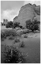Wildflowers, sand and rocks, Klondike Bluffs. Arches National Park ( black and white)