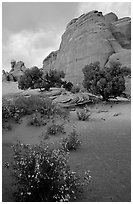 Wildflowers, sand and rocks, Klondike Bluffs. Arches National Park, Utah, USA. (black and white)