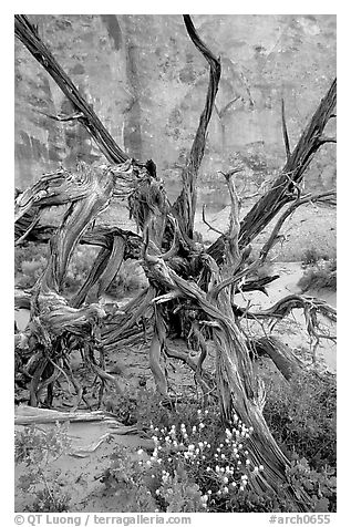 Wildflowers, Twisted tree, and sandstone wall, Devil's Garden. Arches National Park, Utah, USA.