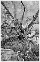 Wildflowers, Twisted tree, and sandstone wall, Devil's Garden. Arches National Park ( black and white)