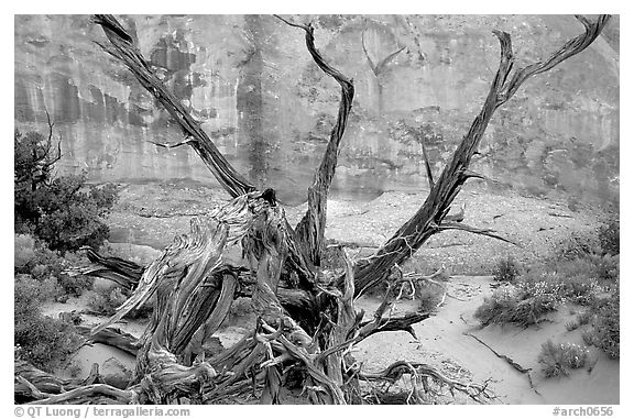 Wildflowers, Twisted tree, and sandstone wall, Devil's Garden. Arches National Park, Utah, USA.