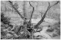 Wildflowers, Twisted tree, and sandstone wall, Devil's Garden. Arches National Park ( black and white)