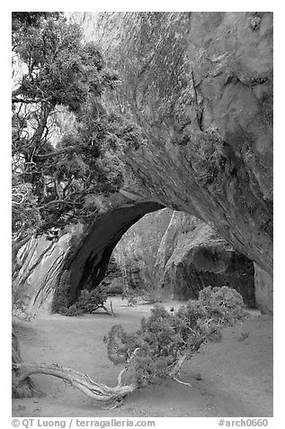 Juniper and glowing Navajo Arch, late morning. Arches National Park, Utah, USA.