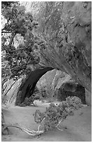 Juniper and glowing Navajo Arch, late morning. Arches National Park, Utah, USA. (black and white)