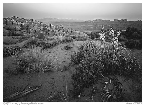 Yucca, Fiery Furnace, and La Sal Mountains, dusk. Arches National Park (black and white)