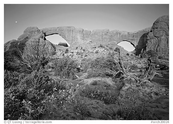 Wildflowers, South window and North window, sunrise. Arches National Park (black and white)