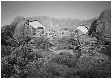 Wildflowers, South window and North window, sunrise. Arches National Park ( black and white)