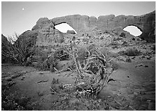 Wildflowers, dwarf tree, and Windows at sunrise. Arches National Park ( black and white)
