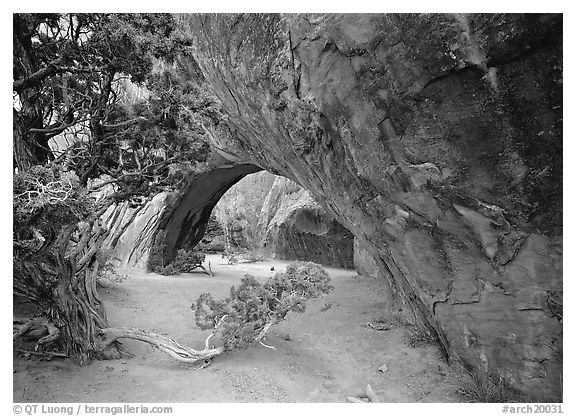 Juniper and glowing Navajo Arch, late morning. Arches National Park (black and white)