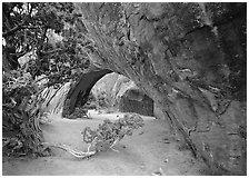 Juniper and glowing Navajo Arch, late morning. Arches National Park, Utah, USA. (black and white)