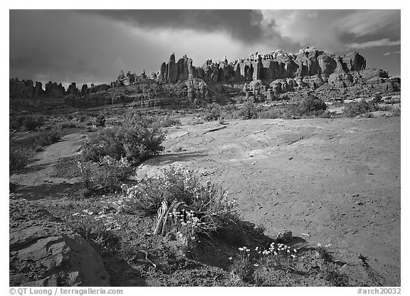 Wildflowers and rock pillars, Klondike Bluffs. Arches National Park, Utah, USA.