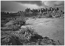 Wildflowers and rock pillars, Klondike Bluffs. Arches National Park, Utah, USA. (black and white)