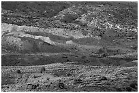 Last light on shrubs and rocks. Arches National Park, Utah, USA. (black and white)