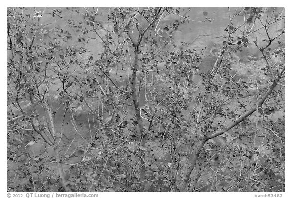 Leaves and sandstone wall. Arches National Park (black and white)