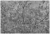 Leaves and sandstone wall. Arches National Park ( black and white)