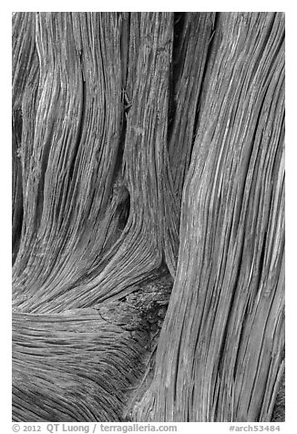 Detail of juniper bark. Arches National Park (black and white)