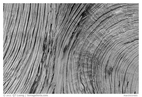 Close-up of juniper bark. Arches National Park (black and white)
