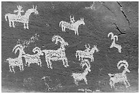 Ute Petroglyphs. Arches National Park, Utah, USA. (black and white)