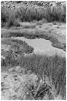 Creek near Wolfe Ranch. Arches National Park ( black and white)