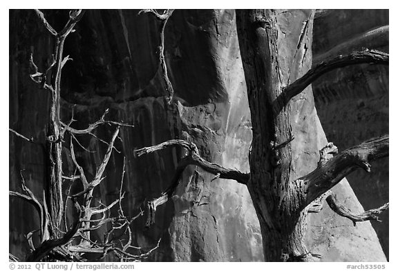 Trees, cliffs, and shadows. Arches National Park (black and white)