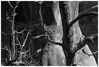 Trees, cliffs, and shadows. Arches National Park ( black and white)