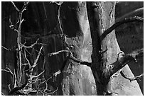 Trees, cliffs, and shadows. Arches National Park, Utah, USA. (black and white)