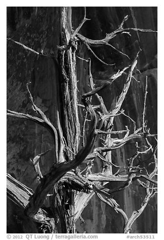 Juniper tree skeleton and rock face. Arches National Park, Utah, USA.