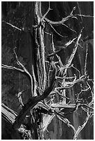 Juniper tree skeleton and rock face. Arches National Park ( black and white)