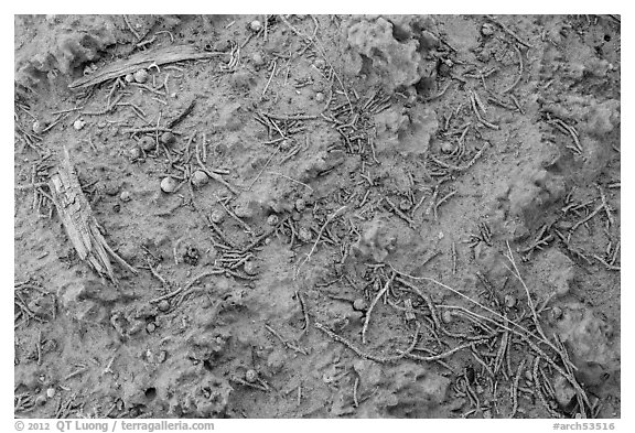 Cryptobiotic soil and fallen berries. Arches National Park (black and white)