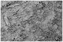 Cryptobiotic soil and fallen berries. Arches National Park ( black and white)