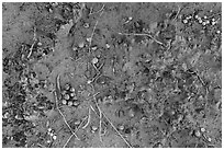 Close-up of Cryptobiotic crust with fallen berries. Arches National Park ( black and white)