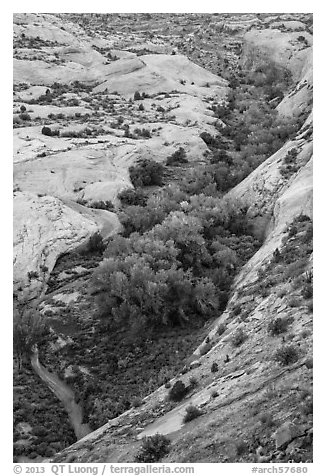 Trees in Winter Camp Wash. Arches National Park, Utah, USA.