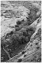 Trees in Winter Camp Wash. Arches National Park, Utah, USA. (black and white)