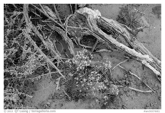 Ground close-up with wildflowers, roots, and rain marks in sand. Arches National Park, Utah, USA.