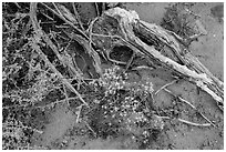 Ground close-up with wildflowers, roots, and rain marks in sand. Arches National Park, Utah, USA. (black and white)